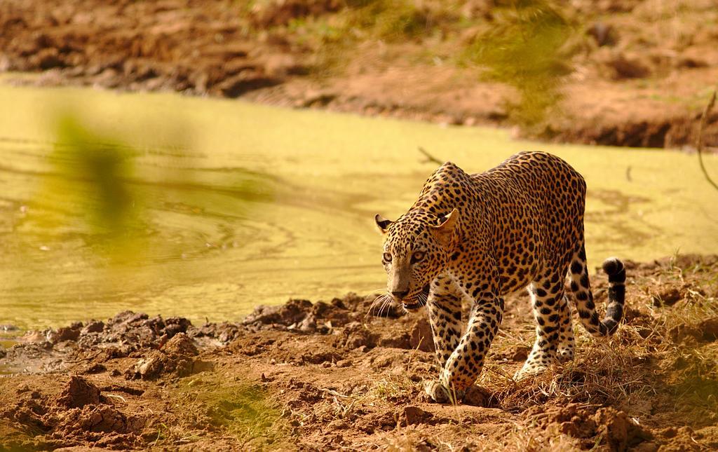 Naturehawks Safari Villa Tissamaharama Dış mekan fotoğraf