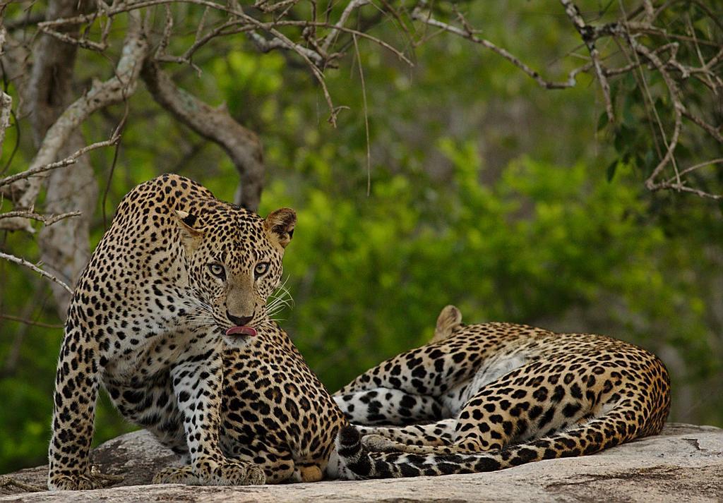 Naturehawks Safari Villa Tissamaharama Dış mekan fotoğraf